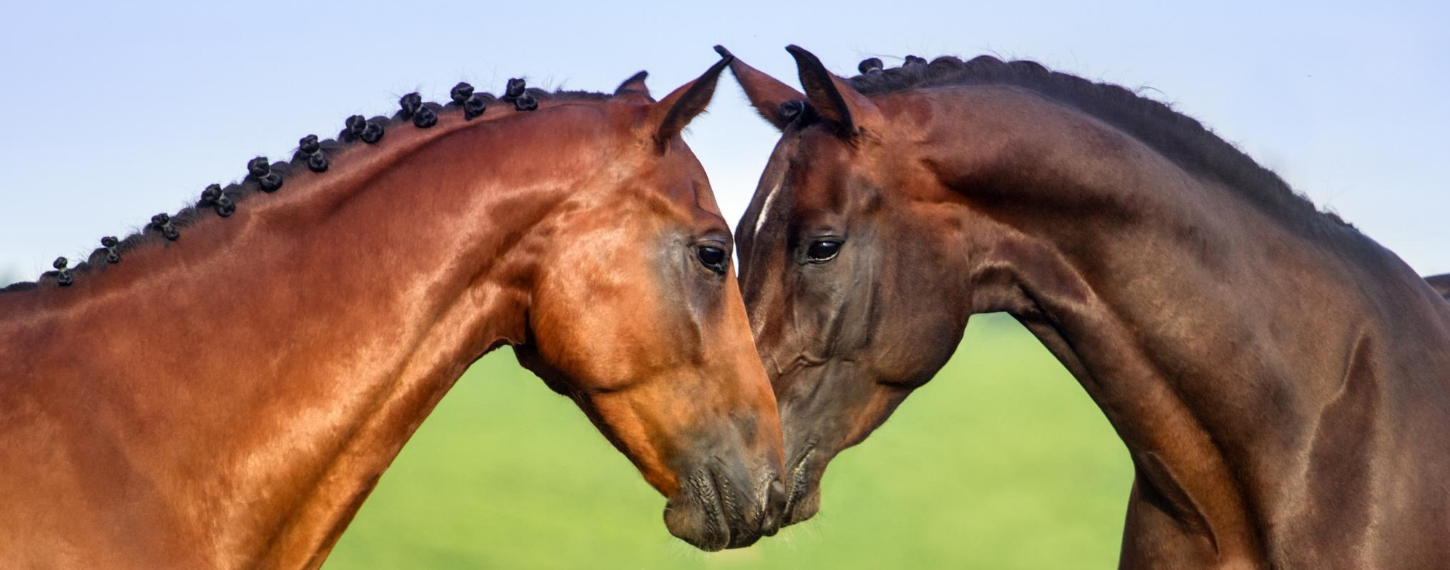 Top 10 Populairste paardenrassen ter wereld